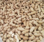 Kleine Japanse geroosterde pinda in de schil