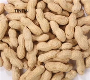 Groothandel Hoge Kwaliteit Chinese Geroosterde Pinda in Schil